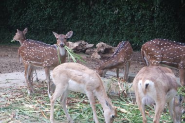 Bir grup eld 'in geyiği hayvanat bahçesinde duruyor.