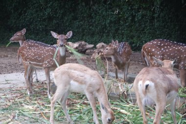 Bir grup eld 'in geyiği hayvanat bahçesinde duruyor.