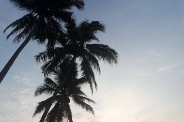 Sukabumi, Endonezya - 30 Kasım 2024: Güzel plajda tropik hindistan cevizi ağaçları