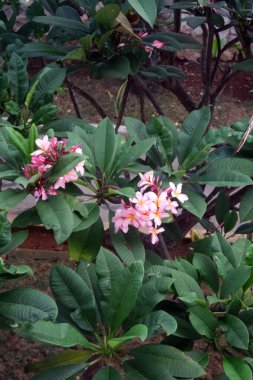 Plumeria, bahçedeki bulanık arka planda açan beyaz ve pembe renkli çiçekleri karıştırır. Tropikal doğa, Frangipani, Tapınak, Mezarlık Ağacı Apocynaceae