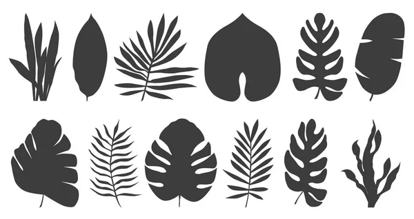 Conjunto Folhas Exóticas Tropicais Diferentes Tipos Ilustração Vetorial Isolada Sobre — Vetor de Stock