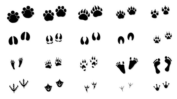 Animal tracks. Vector drawing, foot print guide. ESP 10.