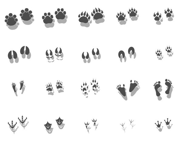 Traces of animals and humans. Traces with shadow. Vector drawing, foot prints tutorial. ESP 10.