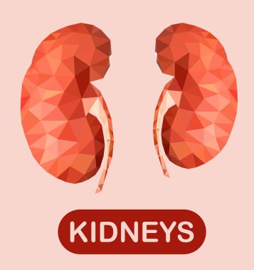 Turuncu arka planda izole edilmiş insan böbreği. EPS 10.
