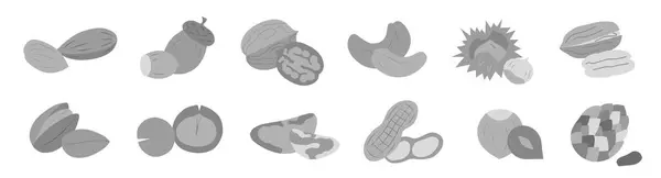 一组不同的灰色坚果 健康饮食的概念 各种坚果 Eps — 图库矢量图片