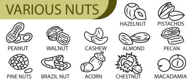 Çeşitli fındıklar. Sağlıklı beslenme kavramı. Farklı fındık vektör düz illüstrasyon koleksiyonu. EPS 10.
