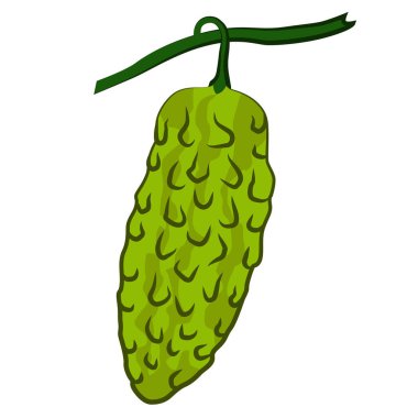 Bir dalda momordika resmi. Paketleme tasarımı, menüler, yemek tarifleri ya da fitness blogları için mükemmel. EPS 10.