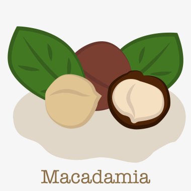 Macadamia fındığı tasviri. Macadamia fındığı resmi sert kahverengi kabuklu tropikal bir meyve. EPS 10.