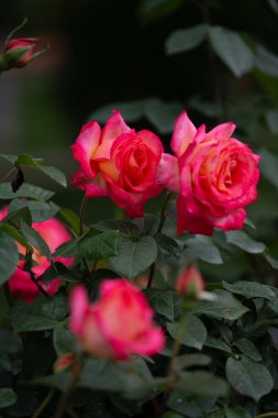 rose flower red flower flower bush