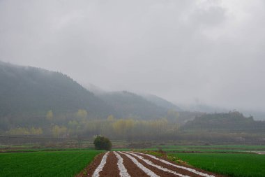 clouds village farmland spring tree