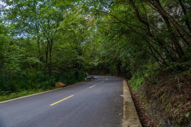 Bir gün ormanda bir yol