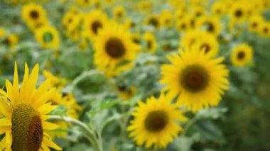 Yazın ayçiçeği tarlası