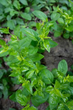 bir bahçe taze otlar