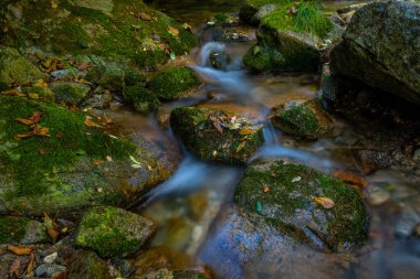 ormanın derinliklerinde akan dere