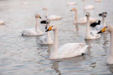  Zarif beyaz kuğular gölde huzur içinde süzülüyor.