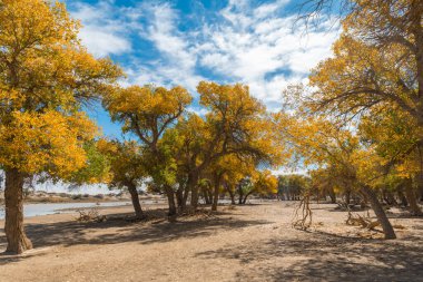  Elenina Banner 'daki Populus Euphratica Ormanı