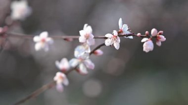 Şeftali çiçekleri baharda dallarda açar.