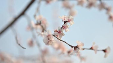 Şeftali çiçekleri baharda dallarda açar.