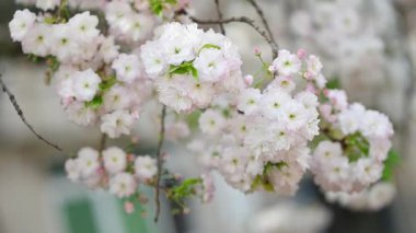 Beyaz kiraz çiçekleri dalı