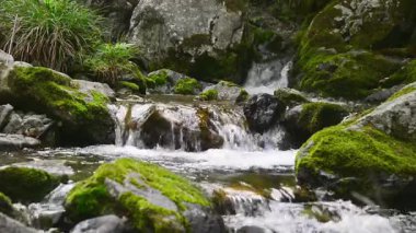 Ormanda küçük bir şelale