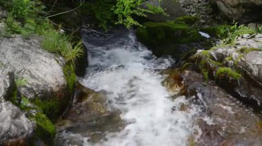 Ormanda küçük bir şelale