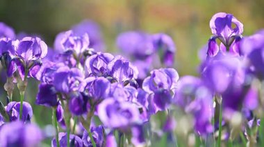 İlkbaharda mor Dovetail çiçekleri