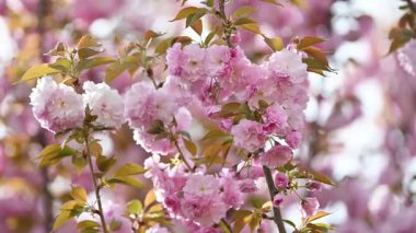 Pembe kiraz çiçekleri açıyor.