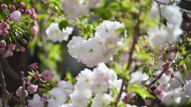 İlkbaharda açan kiraz ağacı