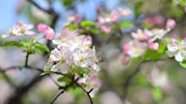 Baharda açan begonya çiçekleri