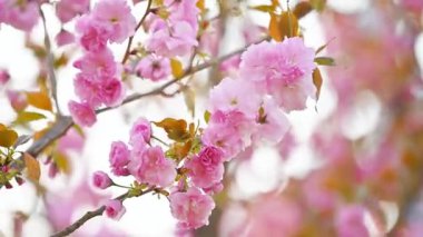 İlkbaharda pembe kiraz çiçeği