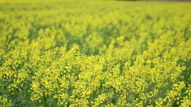 İlkbaharda sarı çiçekli kolza tohumu tarlası
