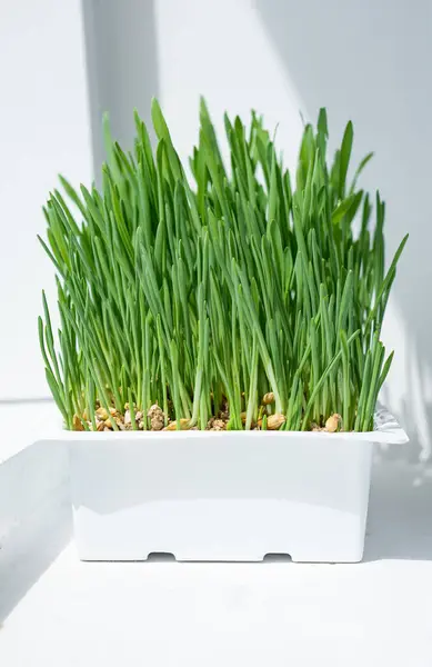 Beyaz bir fidanlıkta yetişen taze yeşil buğday çimlerinin yakın çekimi, büyümenin ilk günlerinde canlı ve sağlıklı filizler gösteriyor..