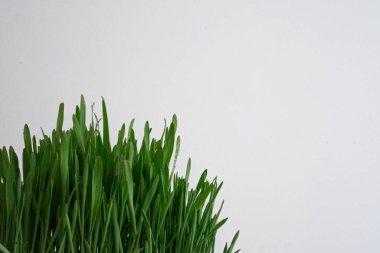 Zengin yeşil buğday çimi yaprakları, doku ve tazeliği gösterir, organik yiyecekler ve sağlıklı beslenme temaları için mükemmeldir..