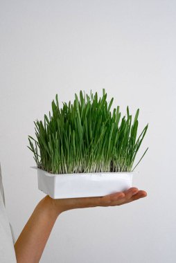 Tam tepsi yemyeşil buğday çimi beyaz arka planda filizlenir. Organik tarım, detoks diyetleri ve süperyiyecekler için ideal..