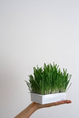 Beyaz arka planda canlı yeşil buğday çimlerini dengelemek, tazeliği, organik yaşamı ve bitkisel besinleri sembolize eder..