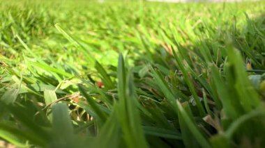Fresh green grass swaying gently in sunlight with soft wind on a clear day. Relaxing natural background for wellness, travel, or eco concepts. 
