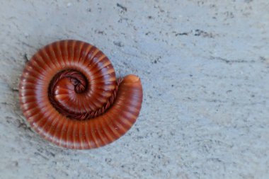 Kırmızı bir kırkayak çimento zemine kıvrıldı..