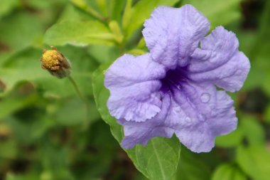 Bahçede mor çiçek. (Ruellia tüberosa)