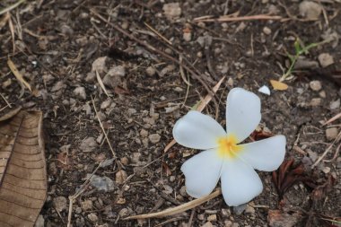 Plumeria çiçeği ve yaprak bahçede yerde..