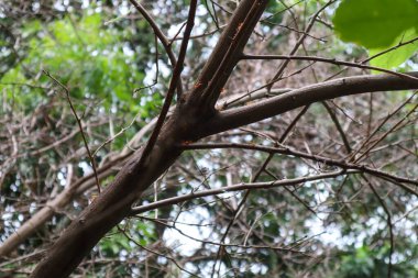 Ağaçların dallarında gruplar halinde yürüyen karıncalar.