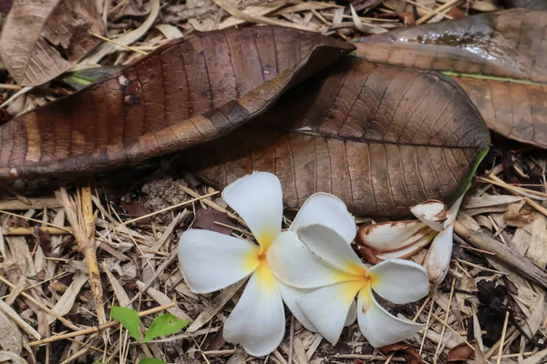 Plumeria çiçeği ve yaprak bahçede yerde..