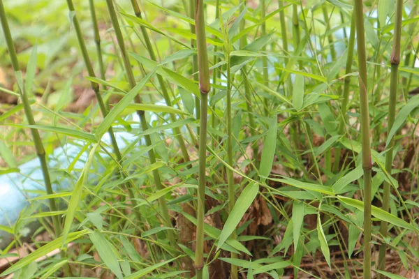 Bahçede bambu yaprakları, fotoğrafa yakın ve sığ bir alan derinliği var.