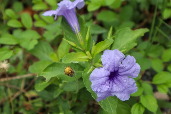 Bahçede mor çiçek. (Ruellia tüberosa)