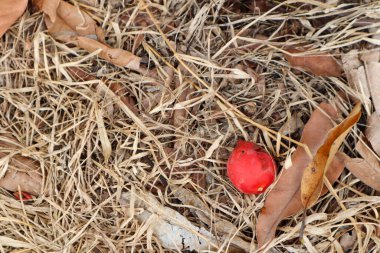 Olgun betel fındığı. Kuru çimenlerin üzerinde betel palmiyesi. Kırmızı elmayı kuru otlara yakın tut..