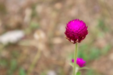 Globe amaranth veya Gomphrena globosa çiçeği, bulanık görüntü