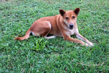 Tayland köpeği yeşil çimlerde Tayland parkında.