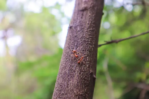 Ants on the tree in the forest. Ants are a team of ants.