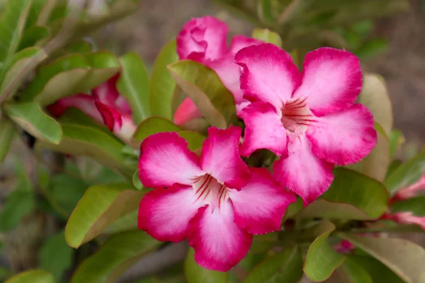 çöl gülü veya Impala lily veya sahte açelya çiçek
