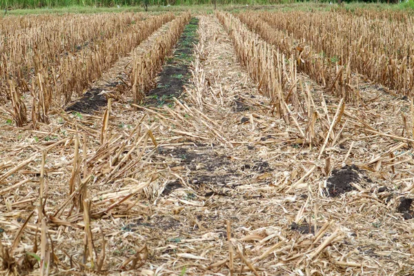 Кукуруза После Сбора Урожая Саду Кукурузное Поле Сельское Хозяйство Природа — стоковое фото