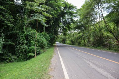 Tayland 'da, Ulusal Park' taki ormanda yol